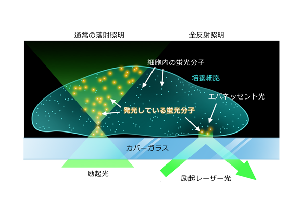 全反射蛍光顕微鏡（TIRF）の新しい選択肢